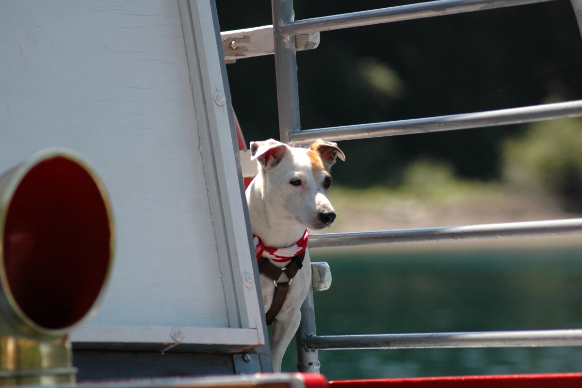 Hond mee aan boord van de veerboot naar Engeland